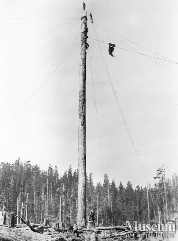 A fully rigged spar tree at Elk Bay