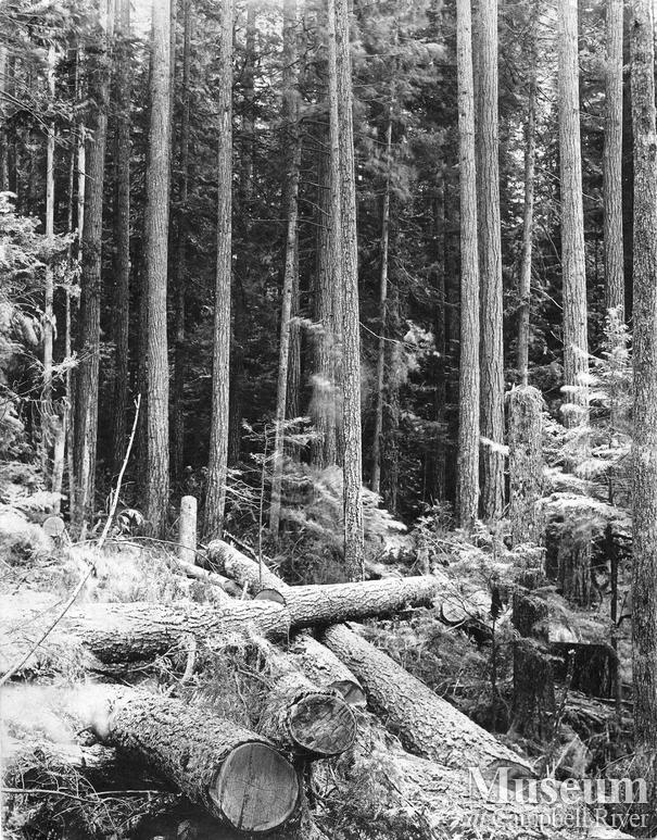 Logging in the Rock Bay area