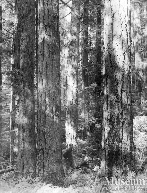 A stand of timber on Redonda Island