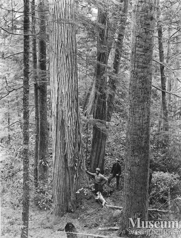 Timber Limit 2002 above Booker Lagoon