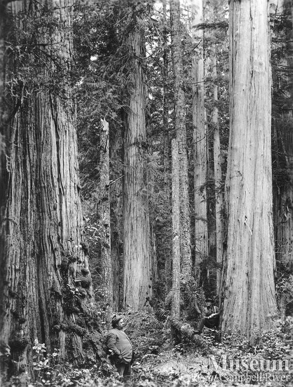 Cedar, balsam, and hemlock timber
