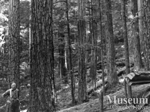 Stand of timber near logging camp at Elk Bay