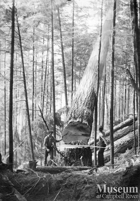 Hastings Logging Co. operations at Heydon Lake