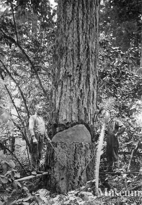 Felling a tree with an axe and a cross cut saw