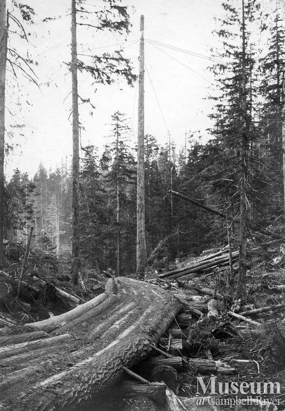 Wooden skid road and spar tree