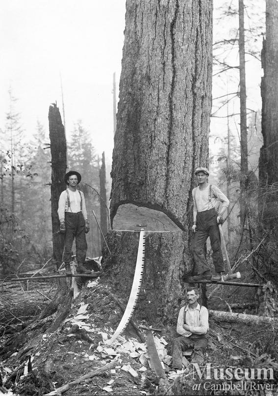 Hand fallers on springboards working on an under cut