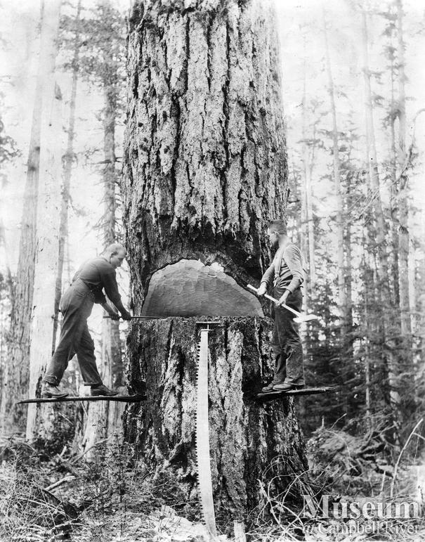 Loggers putting the undercut in a tree before falling