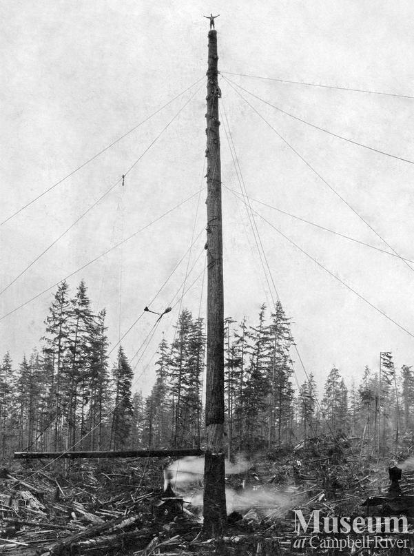 A fully rigged spar tree