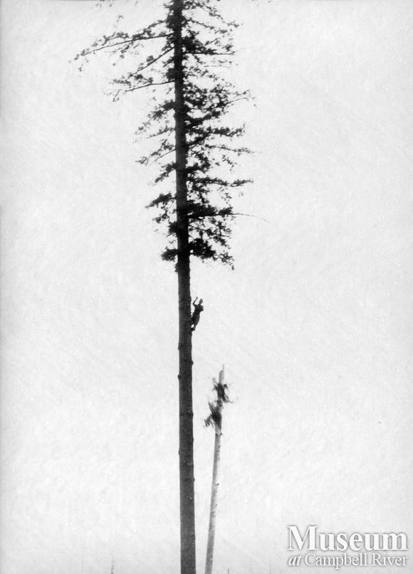 Preparing a spar tree