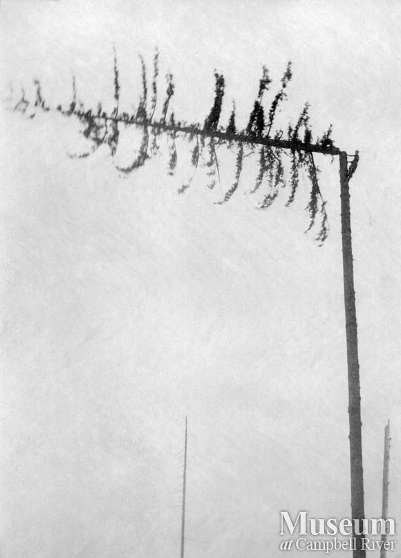 Preparing a spar tree