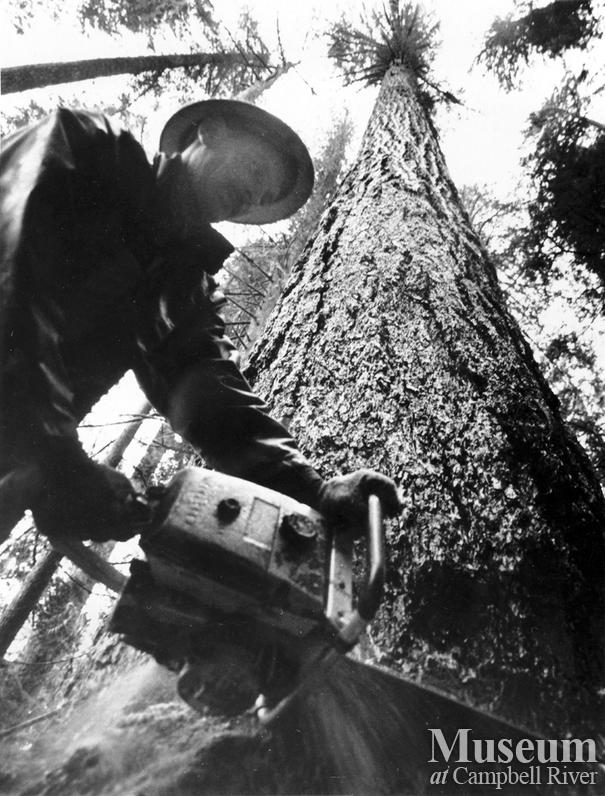 Falling a tree at a MacMillan Bloedel Ltd. Operation