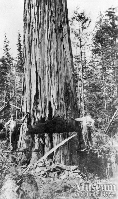 Bendickson Logging operations on Hardwicke Island