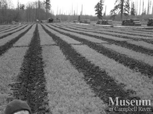 Campbell River Nursery seedling fields