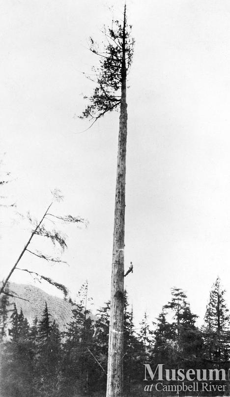 Bendickson Logging high rigger trims a spar