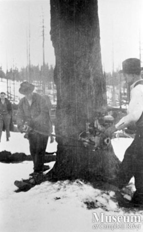 Falling a snag with a two-man chainsaw