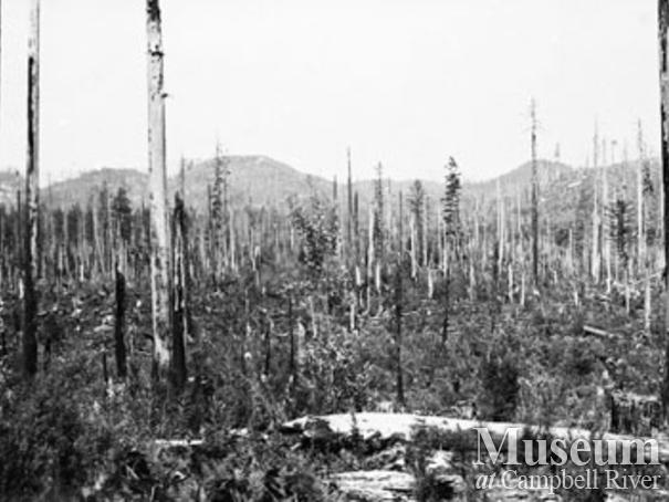 Area previously logged by P.B. Anderson ready for planting