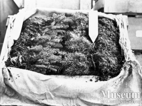 Green Timbers Forestry Station in Surrey