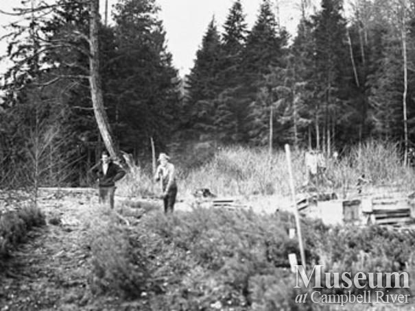 Douglas fir seedlings heeled in at Knox Bay