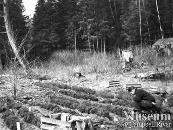 Heeled in yellow pine and sitka spruce seedlings