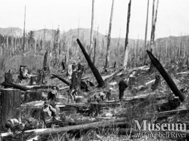 Reforestation at Knox Bay on Thurlow Island 
