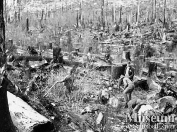 Reforestation at Knox Bay on Thurlow Island 