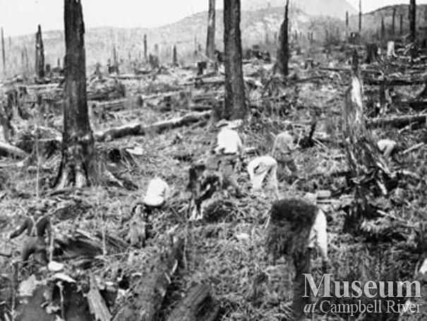 Reforestation at Knox Bay on Thurlow Island 