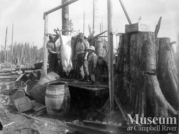 Dressing a hog for dinner 