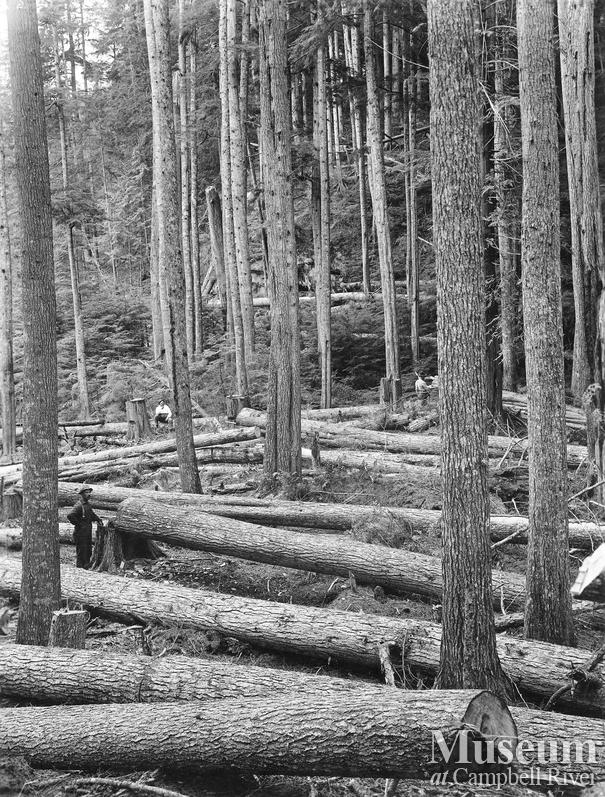 View of fallen hemlock logs 