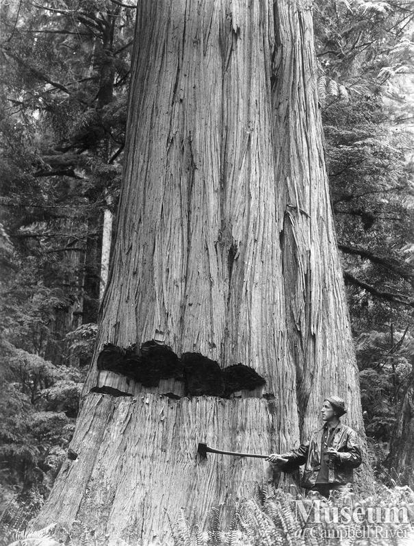 Old growth Cedar with undercut