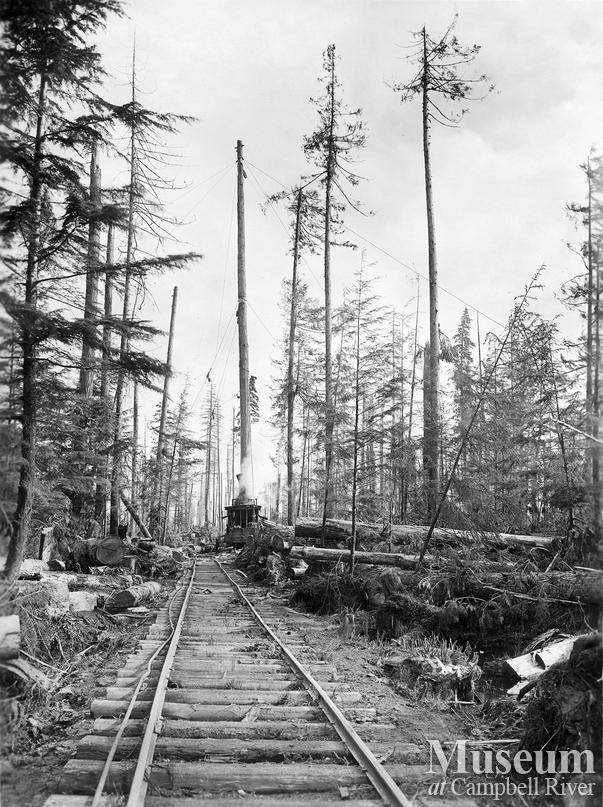 High lead spar tree near Menzie's Bay