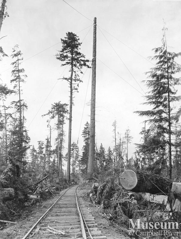 High lead spar tree near Menzie's Bay