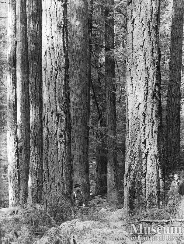 A typical stand of fir