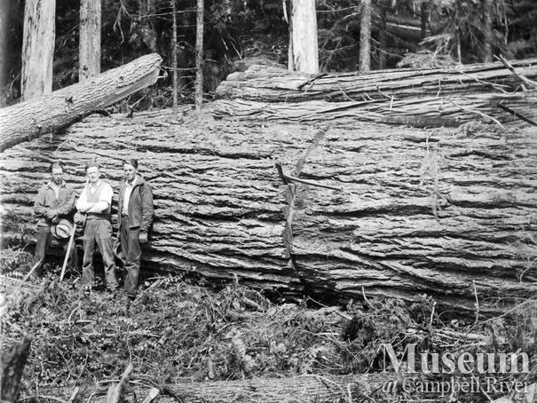 Merrill Ring Wilson Ltd. camp at Big Tree Creek