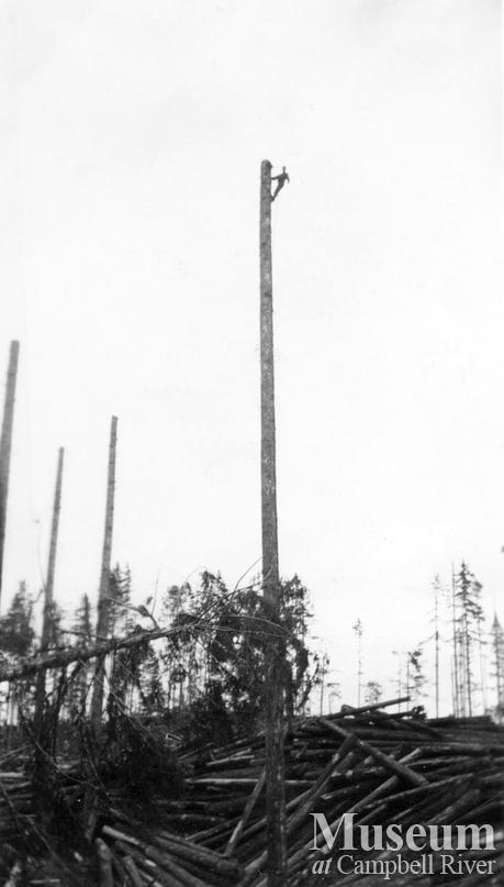Tree climbing at logger sports competition