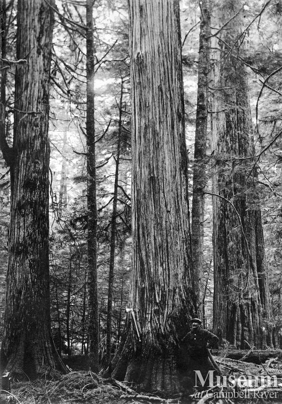 P.B. Anderson at Knox Bay