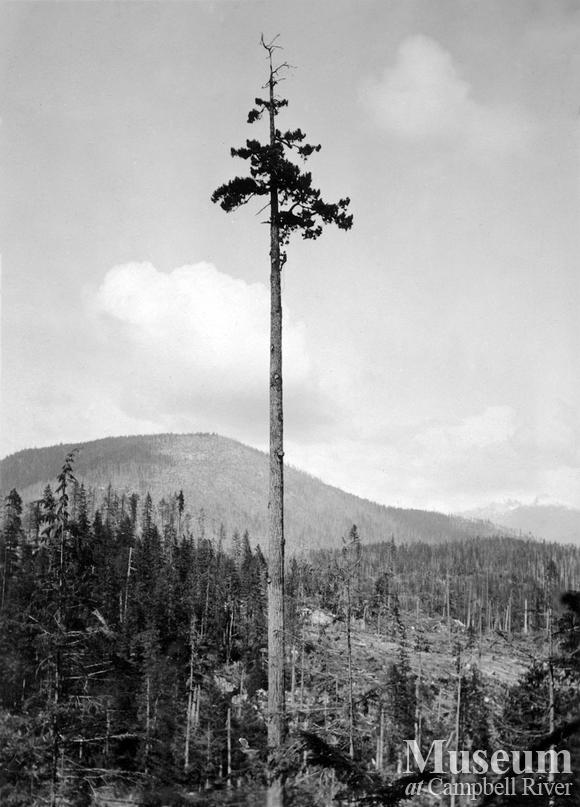 Topping a spar tree at Hemming Lake
