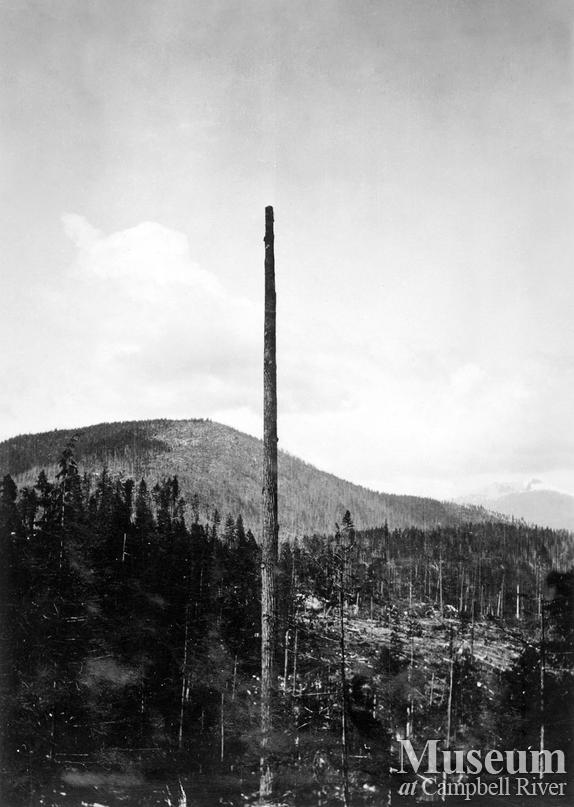 Topping a spar tree at Hemming Lake