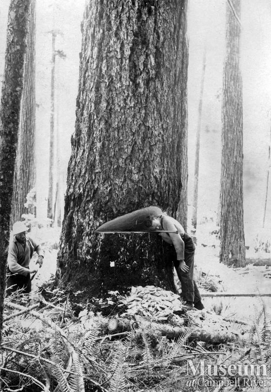 A large fir with an undercut near Woss Camp