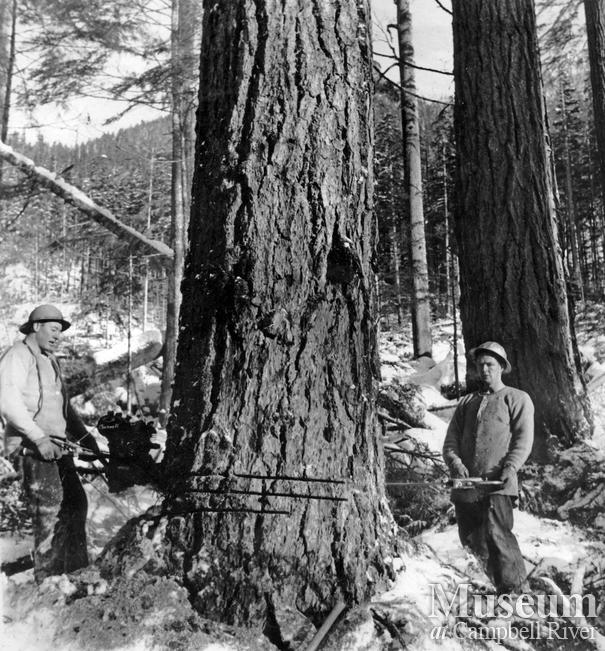 Falling near Woss with two-man chainsaw