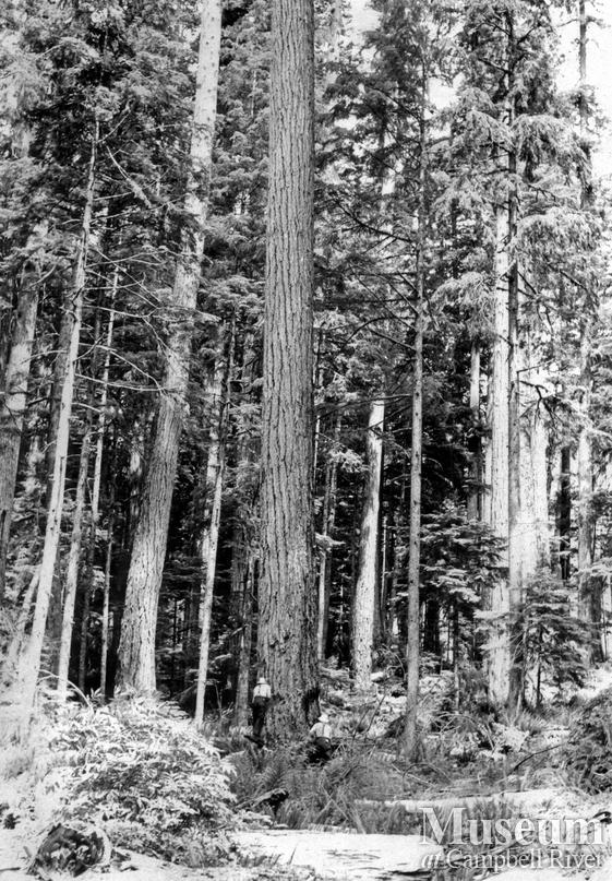 Loggers on a springboard making an undercut