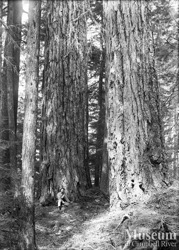 A stand of big fir trees