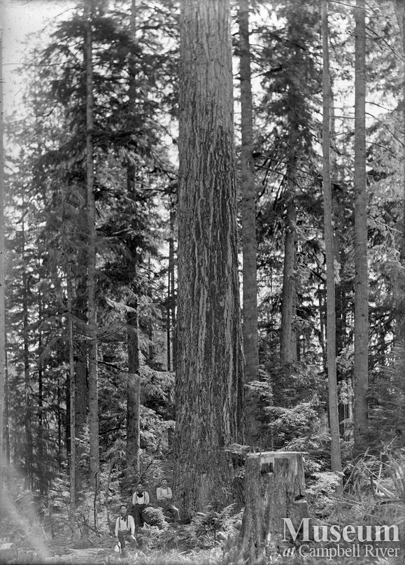 A stand of big fir trees