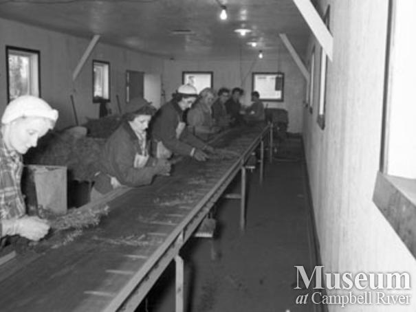 Preparing seedlings Campbell River Nursery