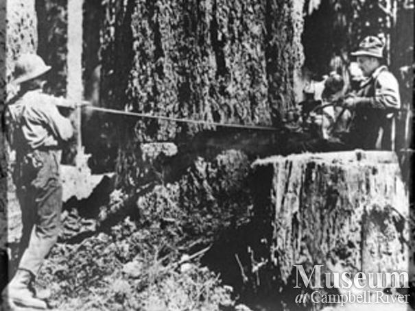 Two man chainsaw in operation at Rock Bay