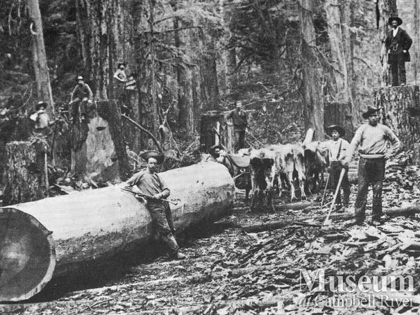 Logging with oxen