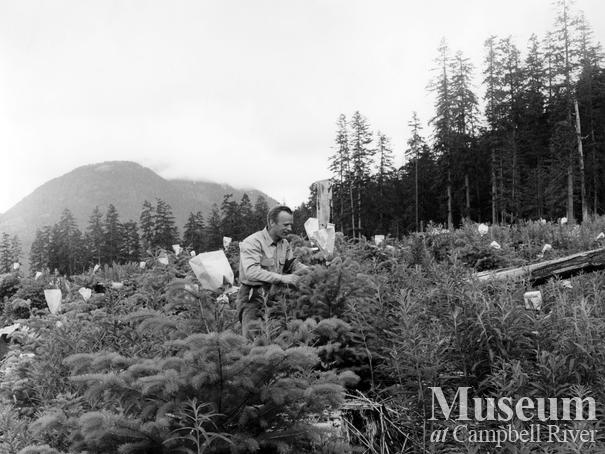 New seedlings at Gold River