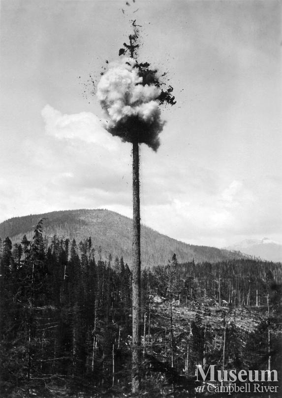 Topping a spar tree at Hemming Lake